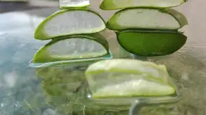 Jak Poznat Jedlou Aloe Vera