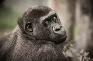 Gorilla Wear Boty